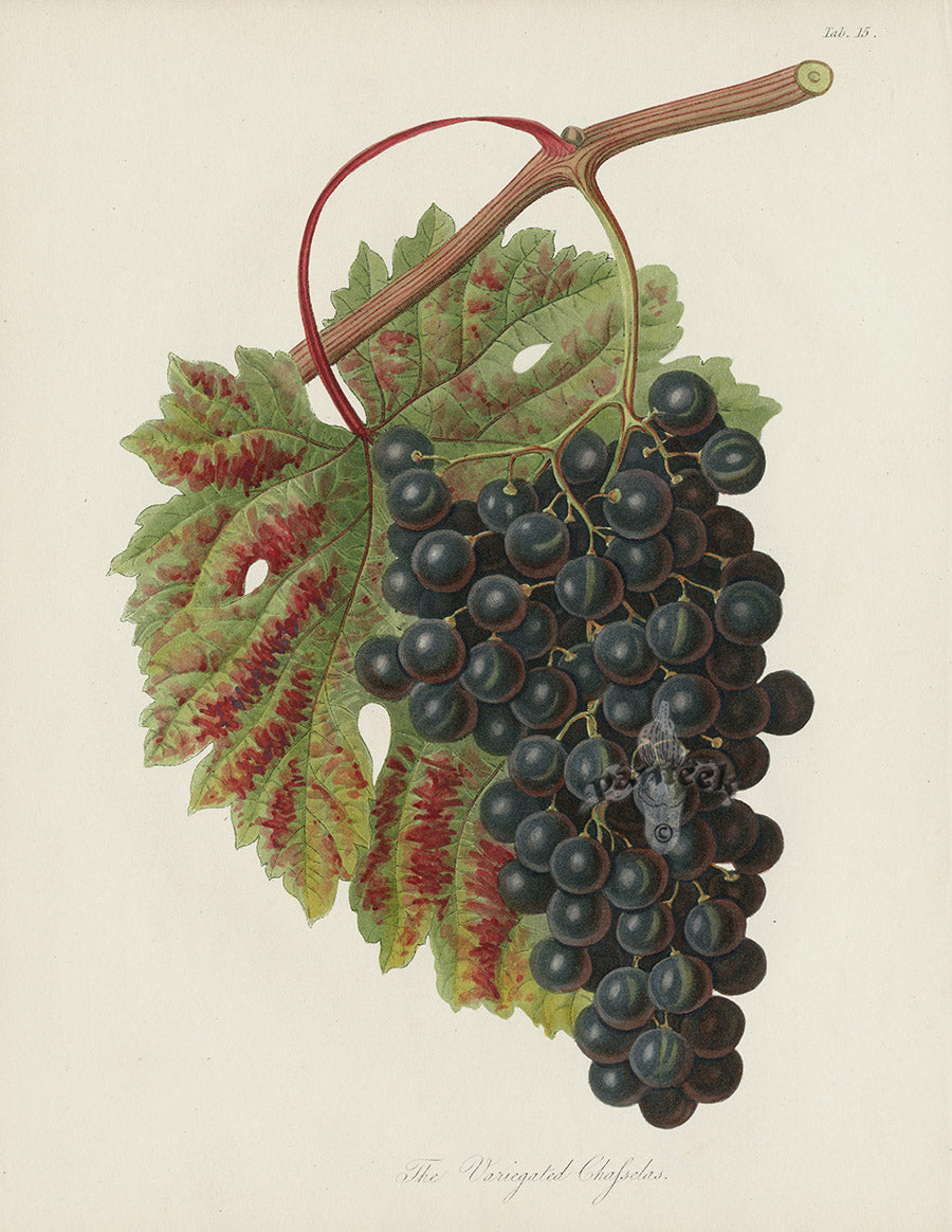 Horticultural Transactions 1835 Fruit & Vegetable Prints Chasselas Grape