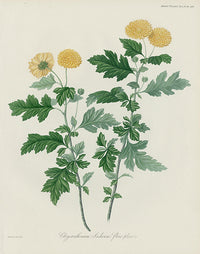 Horticultural Transactions 1835 Fruit & Vegetable Prints Chrysanthemum - Panteek Antique Prints