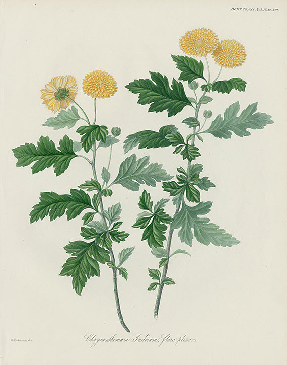 Horticultural Transactions 1835 Fruit & Vegetable Prints Chrysanthemum