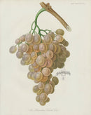 Horticultural Transactions 1835 Fruit & Vegetable Prints Cioutat Grape - Panteek Antique Prints