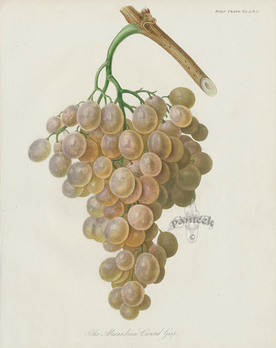 Horticultural Transactions 1835 Fruit & Vegetable Prints Cioutat Grape