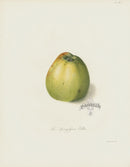 Horticultural Transactions 1835 Fruit & Vegetable Prints Codlin Apple - Panteek Antique Prints