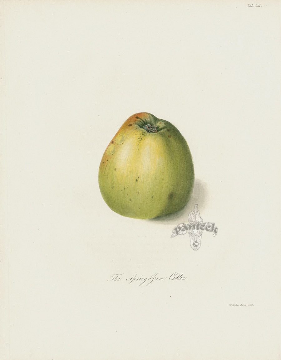 Horticultural Transactions 1835 Fruit & Vegetable Prints Codlin Apple
