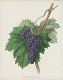 Horticultural Transactions 1835 Fruit & Vegetable Prints Corinth Grape - Panteek Antique Prints