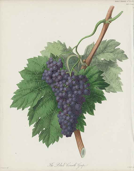 Horticultural Transactions 1835 Fruit & Vegetable Prints Corinth Grape
