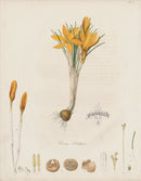 Horticultural Transactions 1835 Fruit & Vegetable Prints Crocus Stellaris - Panteek Antique Prints