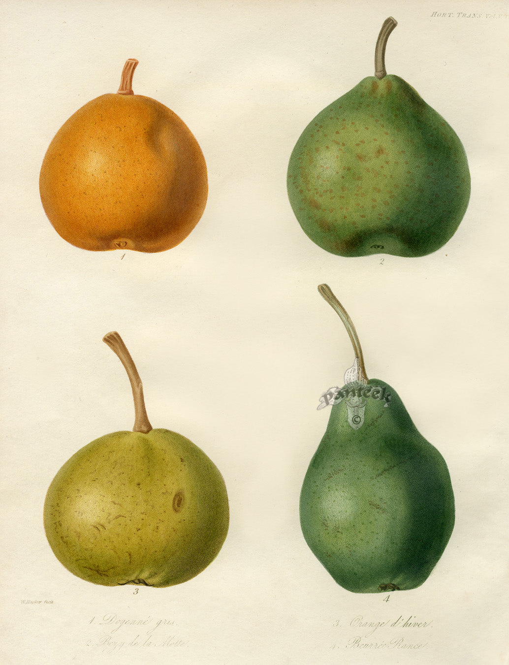 Horticultural Transactions 1835 Fruit & Vegetable Prints Dogenne Gris