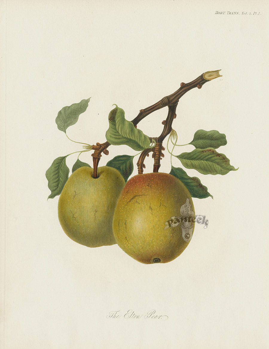 Horticultural Transactions 1835 Fruit & Vegetable Prints Elton Pear