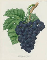 Horticultural Transactions 1835 Fruit & Vegetable Prints Esperione Grape - Panteek Antique Prints