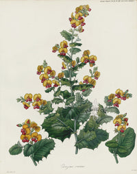 Horticultural Transactions 1835 Fruit & Vegetable Prints Flame Pea - Panteek Antique Prints