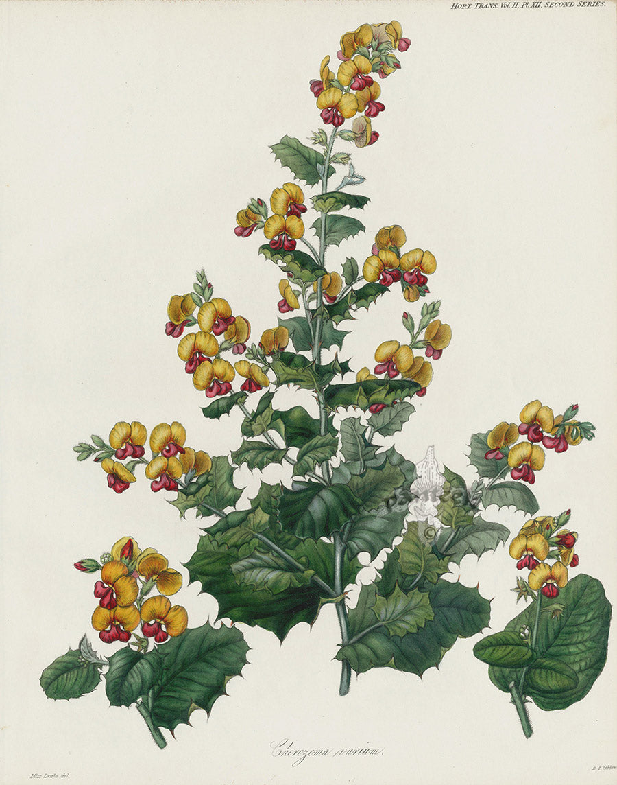 Horticultural Transactions 1835 Fruit & Vegetable Prints Flame Pea