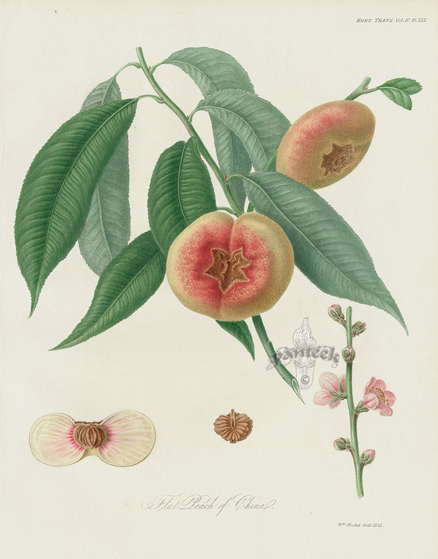 Horticultural Transactions 1835 Fruit & Vegetable Prints Flat Peach