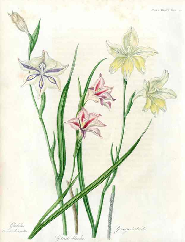 Horticultural Transactions 1835 Fruit & Vegetable Prints Gladiolus