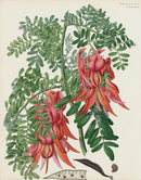 Horticultural Transactions 1835 Fruit & Vegetable Prints Glory Pea - Panteek Antique Prints