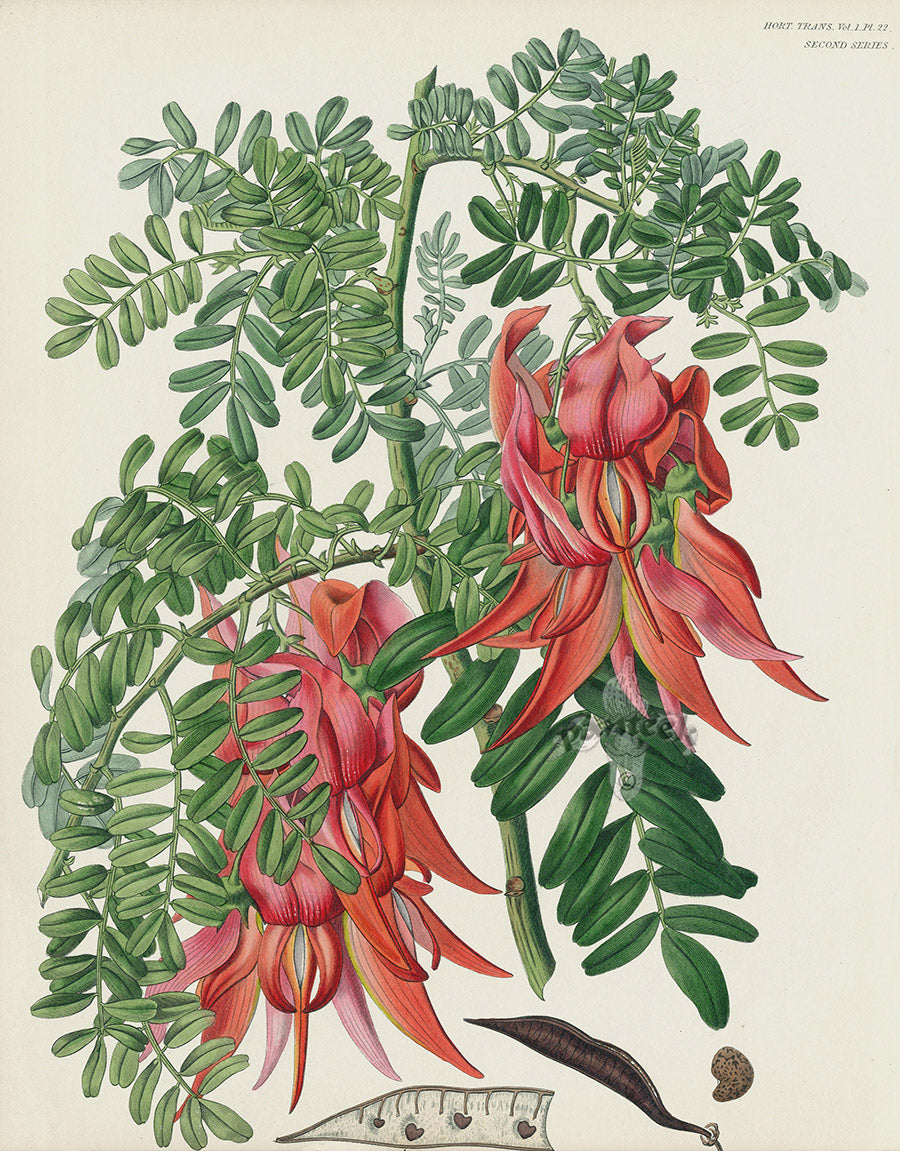 Horticultural Transactions 1835 Fruit & Vegetable Prints Glory Pea