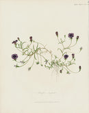 Horticultural Transactions 1835 Fruit & Vegetable Prints Lobelia - Panteek Antique Prints