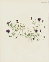 Horticultural Transactions 1835 Fruit & Vegetable Prints Lobelia - Panteek Antique Prints