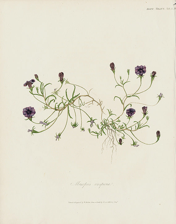 Horticultural Transactions 1835 Fruit & Vegetable Prints Lobelia