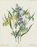 Horticultural Transactions 1835 Fruit & Vegetable Prints Lupinus manus - Panteek Antique Prints