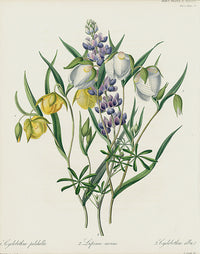 Horticultural Transactions 1835 Fruit & Vegetable Prints Lupinus manus - Panteek Antique Prints