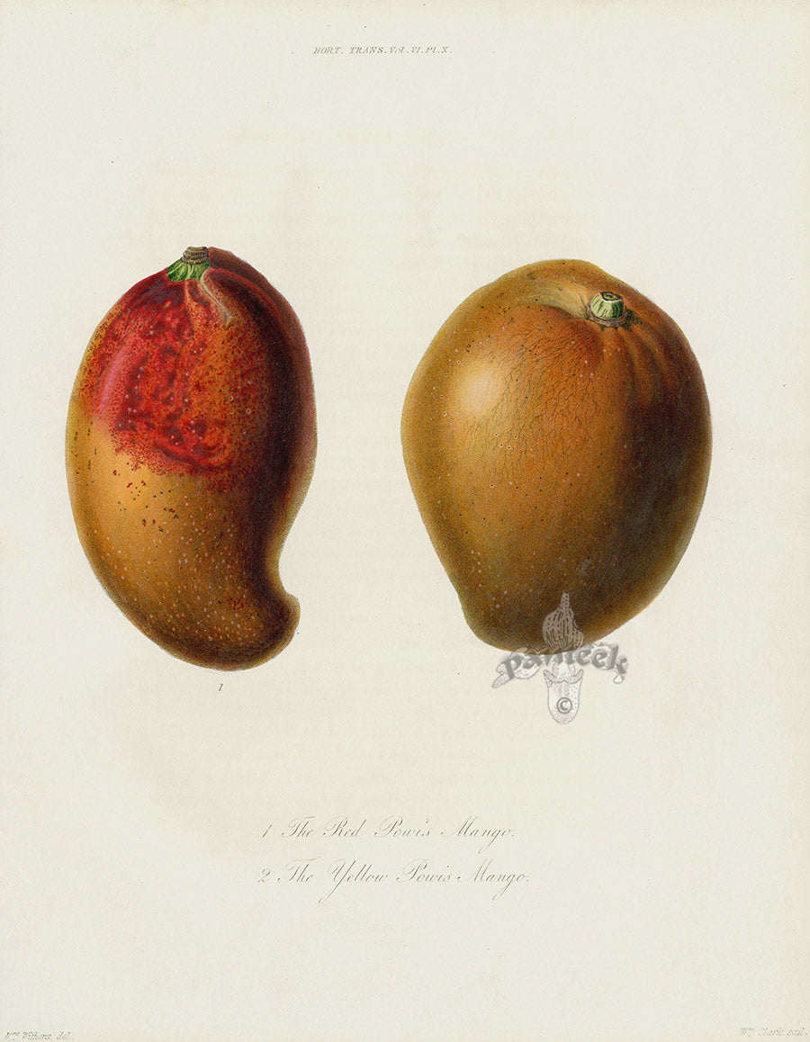 Horticultural Transactions 1835 Fruit & Vegetable Prints Mangos