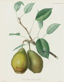 Horticultural Transactions 1835 Fruit & Vegetable Prints Marie Louise - Panteek Antique Prints