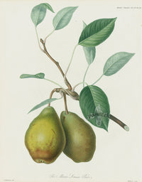 Horticultural Transactions 1835 Fruit & Vegetable Prints Marie Louise - Panteek Antique Prints