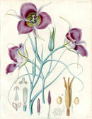 Horticultural Transactions 1835 Fruit & Vegetable Prints Mariposa Lily - Panteek Antique Prints