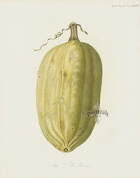 Horticultural Transactions 1835 Fruit & Vegetable Prints Marrow - Panteek Antique Prints