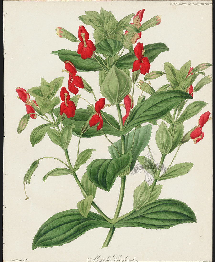 Horticultural Transactions 1835 Fruit & Vegetable Prints Mimulus Cardinalis