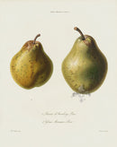 Horticultural Transactions 1835 Fruit & Vegetable Prints Morceaux Pear - Panteek Antique Prints