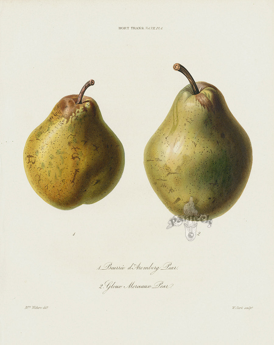 Horticultural Transactions 1835 Fruit & Vegetable Prints Morceaux Pear
