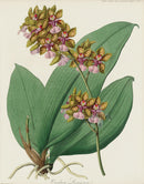 Horticultural Transactions 1835 Fruit & Vegetable Prints Oncidium Lanceanum - Panteek Antique Prints