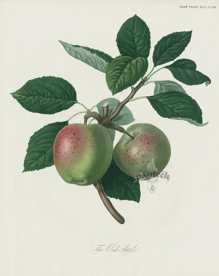 Horticultural Transactions 1835 Fruit & Vegetable Prints Ord Apple