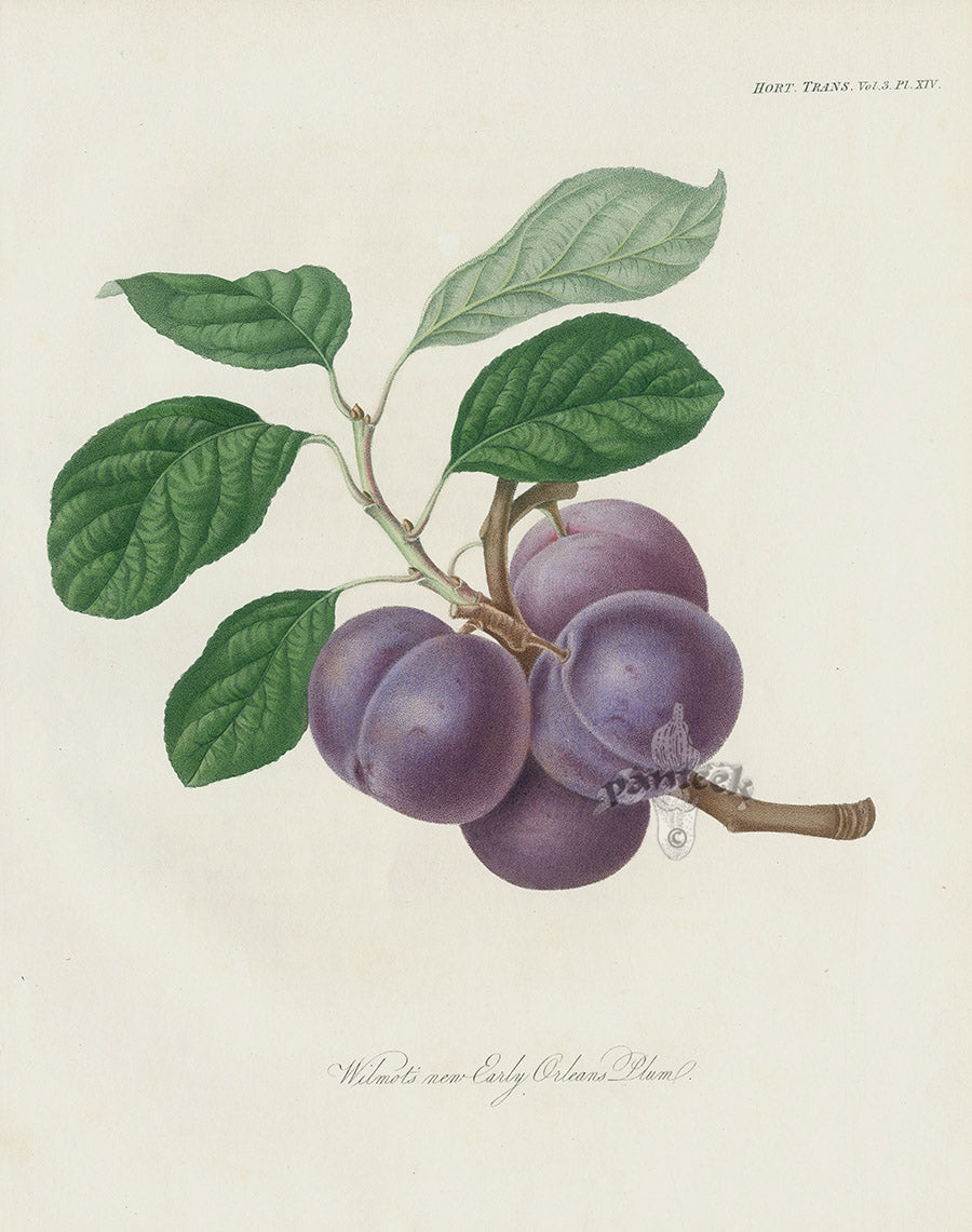 Horticultural Transactions 1835 Fruit & Vegetable Prints Orleans Plum