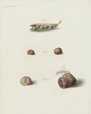 Horticultural Transactions 1835 Fruit & Vegetable Prints Pea, Potato - Panteek Antique Prints