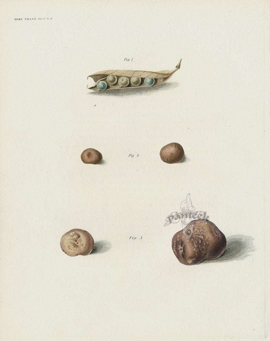 Horticultural Transactions 1835 Fruit & Vegetable Prints Pea, Potato