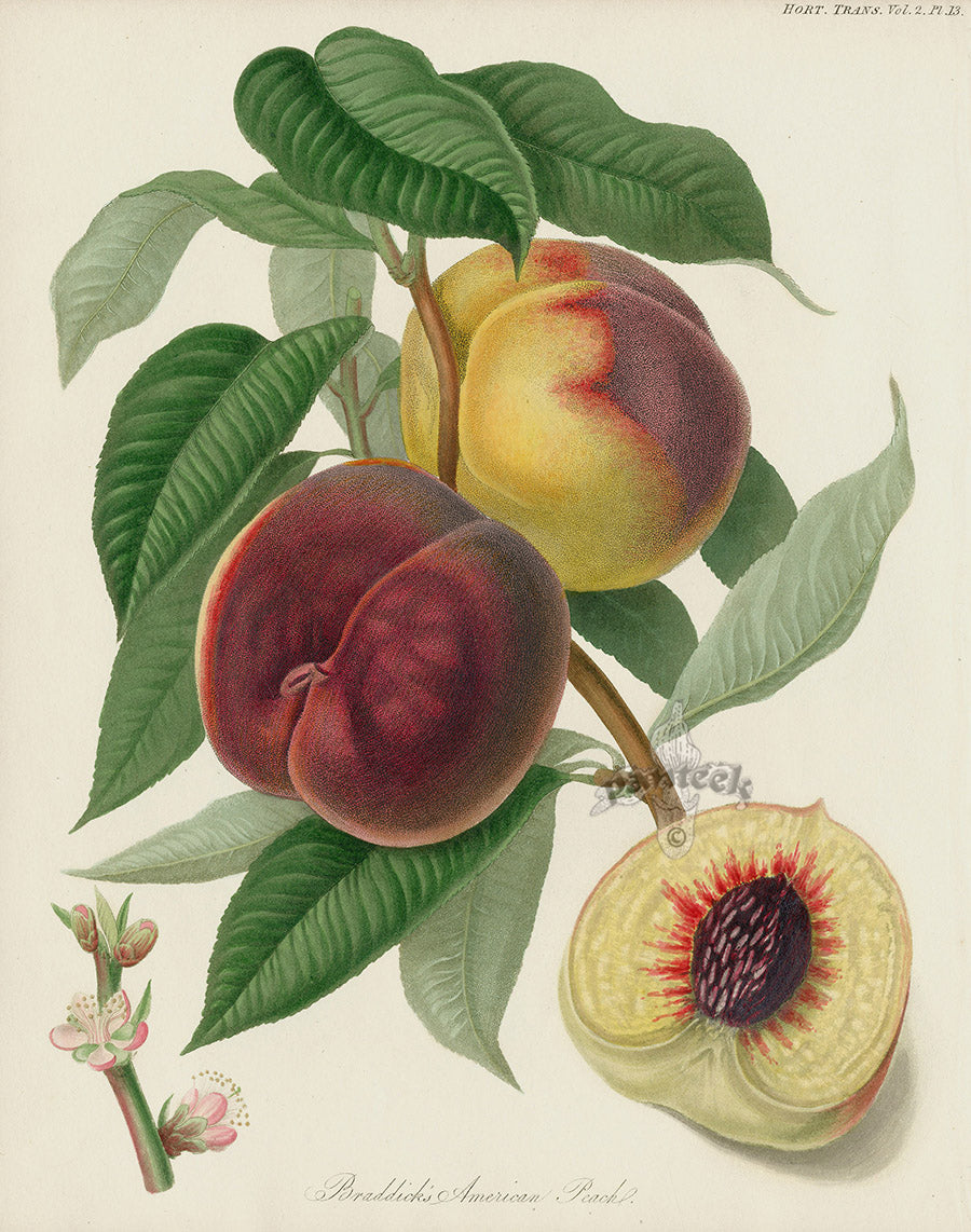 Horticultural Transactions 1835 Fruit & Vegetable Prints Peach