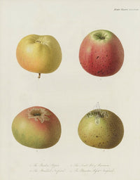Horticultural Transactions 1835 Fruit & Vegetable Prints Pippin Apple - Panteek Antique Prints