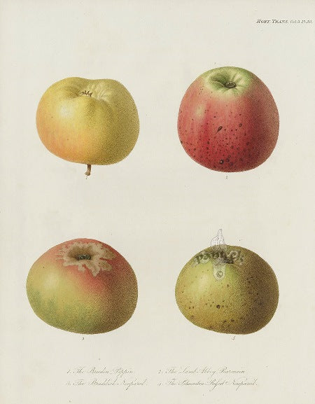 Horticultural Transactions 1835 Fruit & Vegetable Prints Pippin Apple
