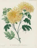 Horticultural Transactions 1835 Fruit & Vegetable Prints Quilled-flamed Chrys. - Panteek Antique Prints