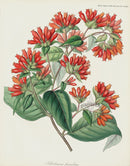 Horticultural Transactions 1835 Fruit & Vegetable Prints Red Cestrum - Panteek Antique Prints