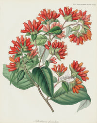 Horticultural Transactions 1835 Fruit & Vegetable Prints Red Cestrum - Panteek Antique Prints
