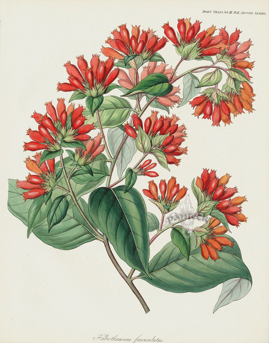 Horticultural Transactions 1835 Fruit & Vegetable Prints Red Cestrum