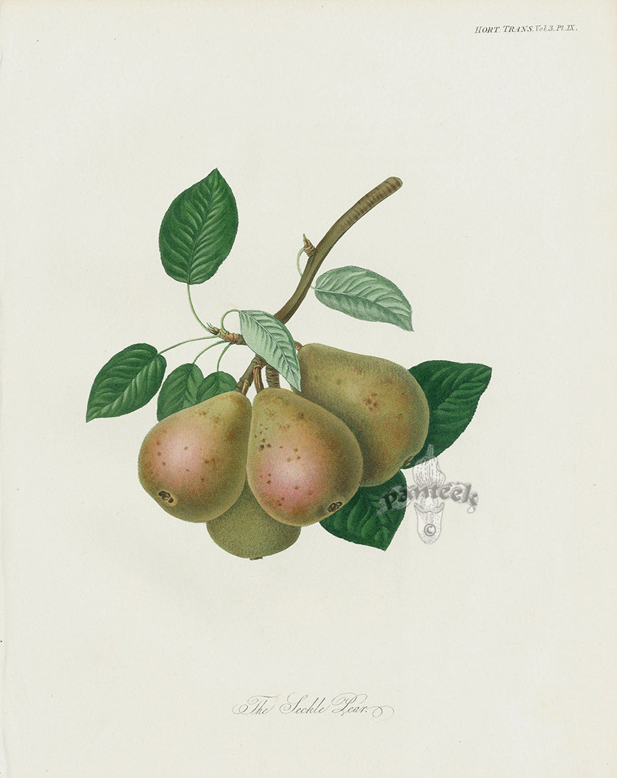 Horticultural Transactions 1835 Fruit & Vegetable Prints Seckle Pear