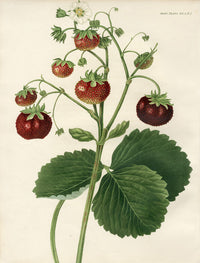 Horticultural Transactions 1835 Fruit & Vegetable Prints Strawberry - Panteek Antique Prints