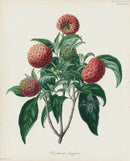Horticultural Transactions 1835 Fruit & Vegetable Prints Strawberry Tree - Panteek Antique Prints