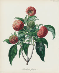 Horticultural Transactions 1835 Fruit & Vegetable Prints Strawberry Tree - Panteek Antique Prints