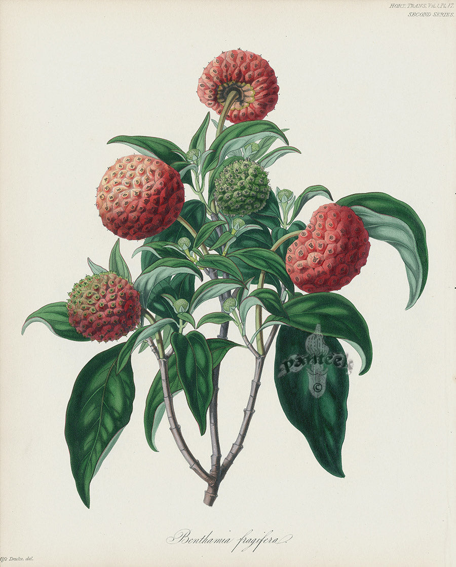 Horticultural Transactions 1835 Fruit & Vegetable Prints Strawberry Tree