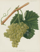 Horticultural Transactions 1835 Fruit & Vegetable Prints Verdelho Grape - Panteek Antique Prints